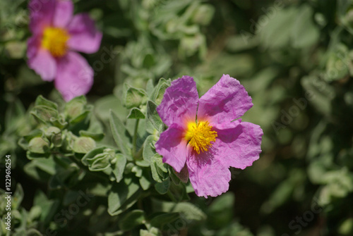 Cistus albidus en été dans le maquis