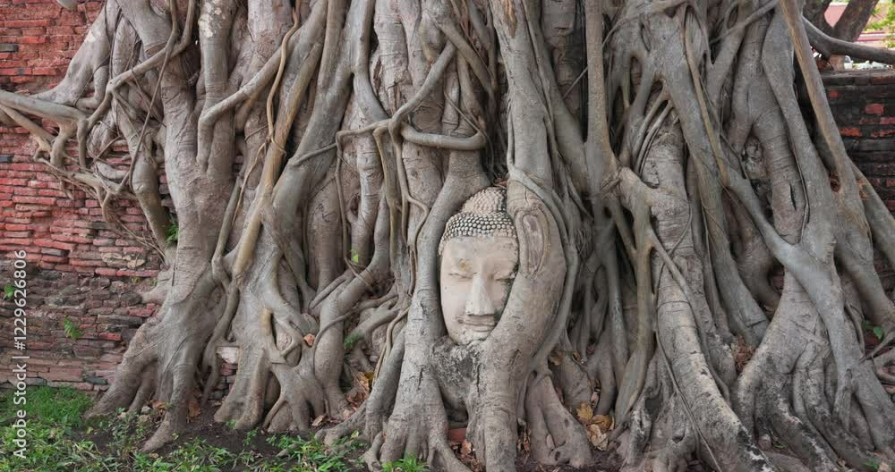 The Buddha's head in tree roots, Ayutthaya, Thailand The Buddha's head in tree roots, Ayutthaya, Thailand