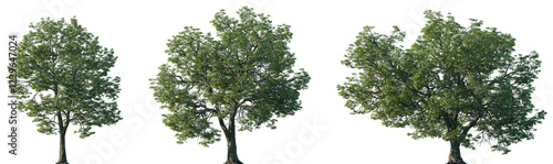Set of Quercus michauxii (the swamp chestnut oak) isolated png in sunny daylight on a transparent background perfectly cutout