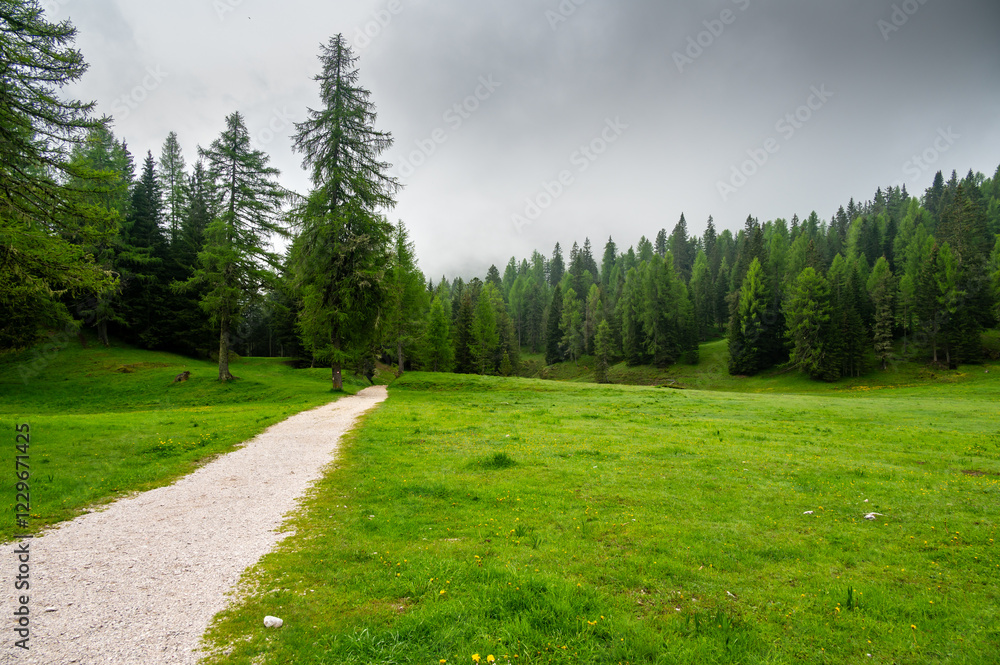 Forest trail in the Dolomites (Dolomiti, Dolomiten), Italy, leading to Lago Sorapis. Lush green plants and tall trees create a serene and refreshing natural atmosphere