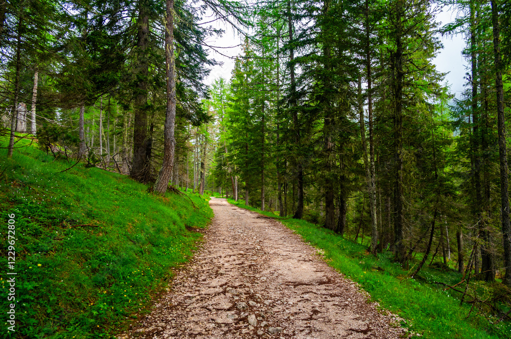 Forest trail in the Dolomites (Dolomiti, Dolomiten), Italy, leading to Lago Sorapis. Lush green plants and tall trees create a serene and refreshing natural atmosphere