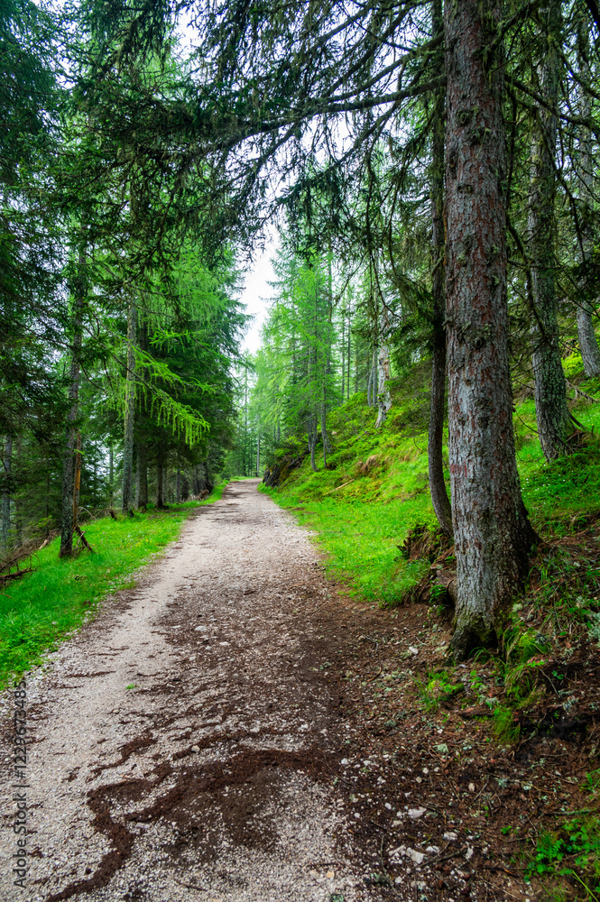 Forest trail in the Dolomites (Dolomiti, Dolomiten), Italy, leading to Lago Sorapis. Lush green plants and tall trees create a serene and refreshing natural atmosphere