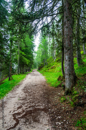 Obraz na płótnie Forest trail in the Dolomites (Dolomiti, Dolomiten), Italy, leading to Lago Sorapis. Lush green plants and tall trees create a serene and refreshing natural atmosphere w salonie