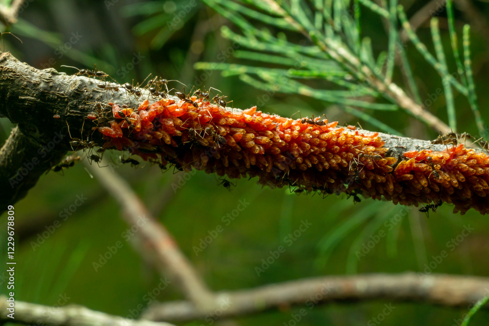 red ants with natural background red ants with natural background