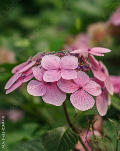 Wallpaper Mural pink flowers Torontodigital.ca