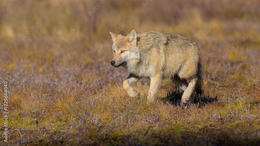 Fototapeta premium Young grey wolf (Canis lupus) in autumn
