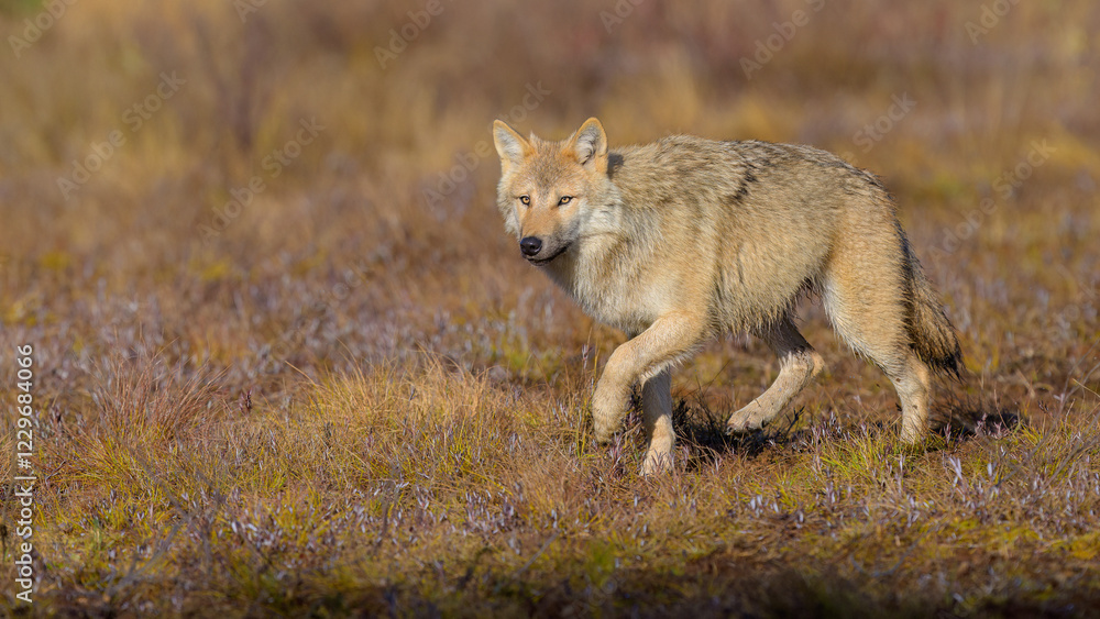 Fototapeta premium Young grey wolf (Canis lupus) in autumn