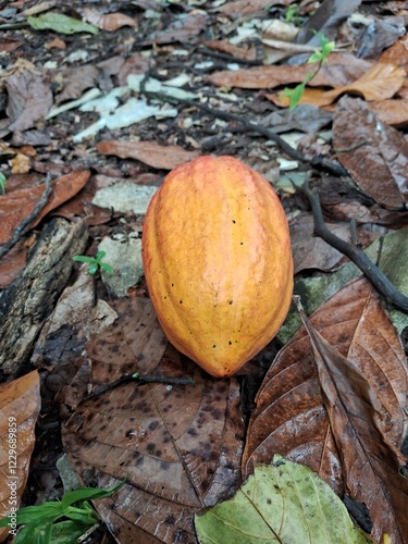 plantação e colheita de cacau no sul da bahia