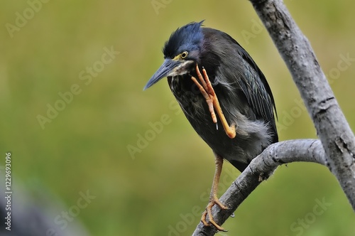 Green heron (butorides virescens), scratching, Petén, Guatemala, Central America photo