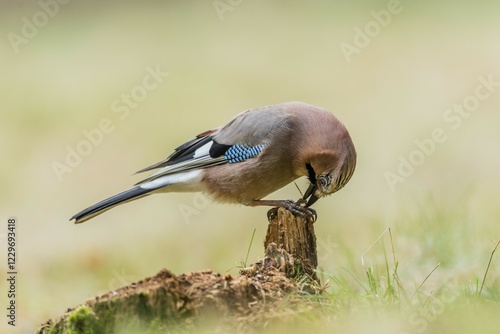 Fototapeta Naklejka Na Ścianę i Meble -  Jay (Garrulus glandarius), Masuria, Poland, Europe