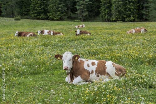 Domestic cattle lying in the grass, Vallelunga, Puez Nature Park, Sëlva, Val Gardena, Dolomites, Selva di Val Gardena, Province of South Tyrol, Italy, Europe photo