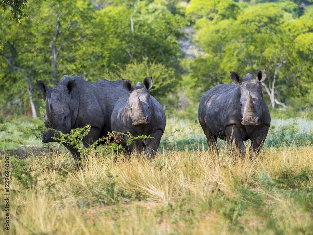 Obraz premium Three white rhinoceros (Ceratotherium simum) standing in the scrublands, Ongaya Game Reserve, Outja, Namibia, Africa