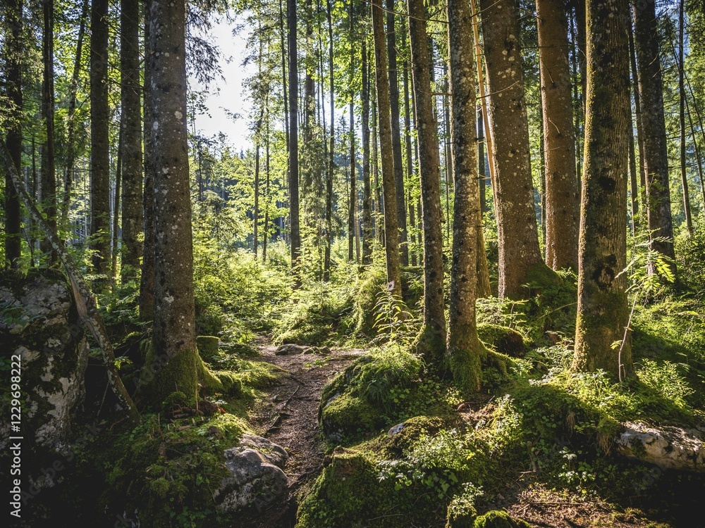 Zauberwald, Ramsau, Berchtesgaden National Park, Berchtesgadener Land, Upper Bavaria, Germany, Europe