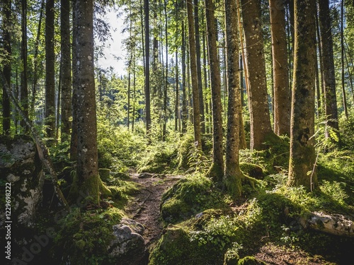 Obraz na płótnie Zauberwald, Ramsau, Berchtesgaden National Park, Berchtesgadener Land, Upper Bavaria, Germany, Europe w salonie