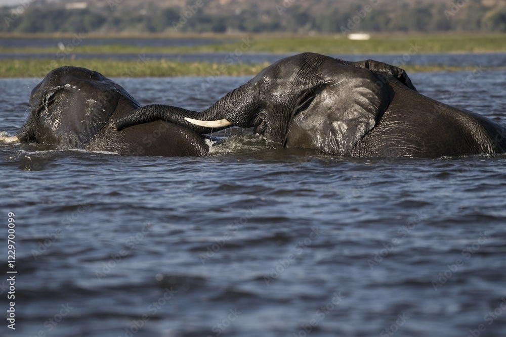 Fototapeta premium Two African bush elephants (Loxodonta africana) crossing River Chobe, Chobe National Park, Botswana, Africa