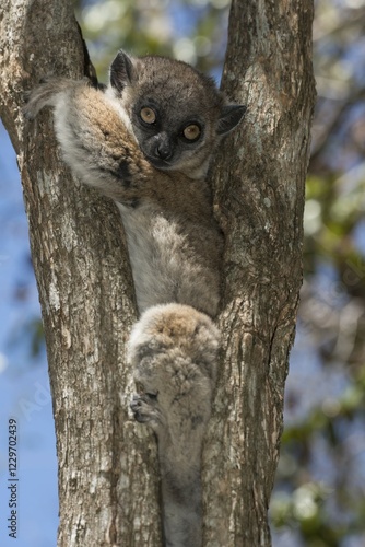 Hubbard's Sportive Lemur (Lepilemur hubbardorum), Tsombitse National Park, Madagascar, Africa photo