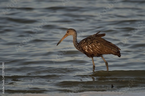 Limpkin (aramus guarauna), standing in water, Crooked Tree Wildlife Sanctuary, Belize, Central America photo