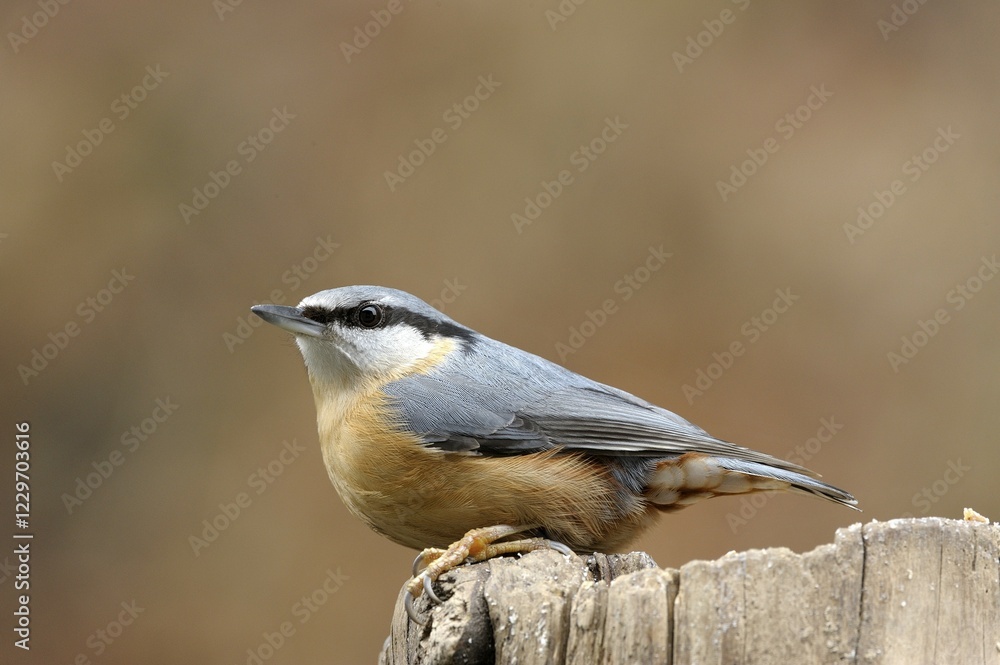 Eurasian Nuthatch (Sitta europaea) Eurasian Nuthatch (Sitta europaea)