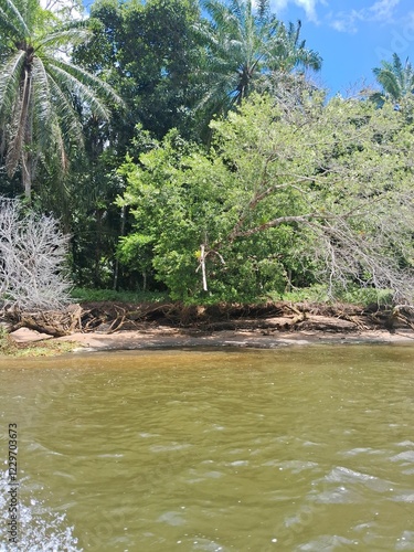 vegetação na margem do rio de contas na bahia photo