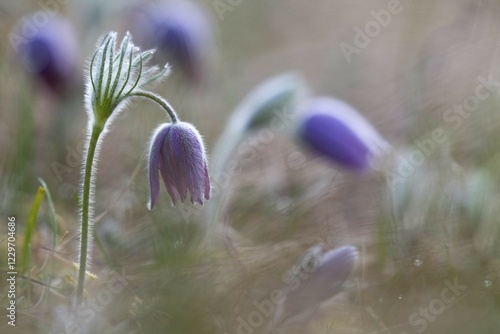 Pasque flower (Pulsatilla vulgaris), Hünfeld, Hesse, Germany, Europe photo