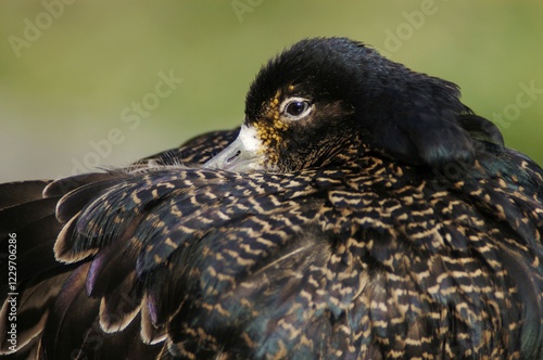 Ruff, male (Philomachus pugnax) photo