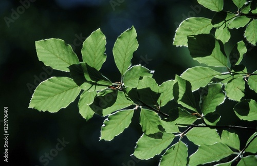 Beech leaves in spring, North Rhine-Westphalia, Germany (Fagus sylvatica) photo