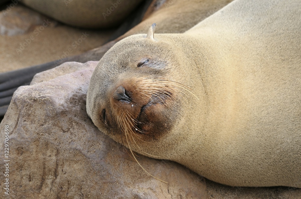 Sleeping Cape Fur Seal (Arctocephalus pusillus), Cape Cross, Namibia, Africa Sleeping Cape Fur Seal (Arctocephalus pusillus), Cape Cross, Namibia, Africa