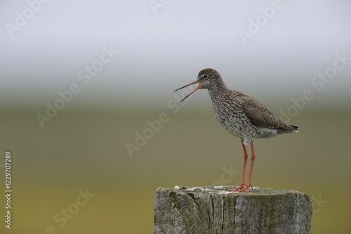 Redshank (Tringa totanus) perched on a post, Buren, Ameland, The Netherlands, Europe photo