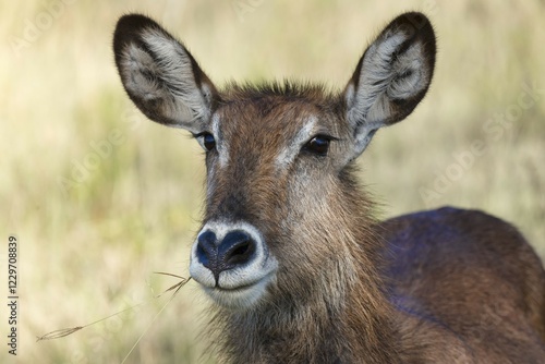 Defassa waterbuck (Kobus ellipsiprymnus defassa), portrait, female, Lake Nakuru National Park, Kenya, Africa photo