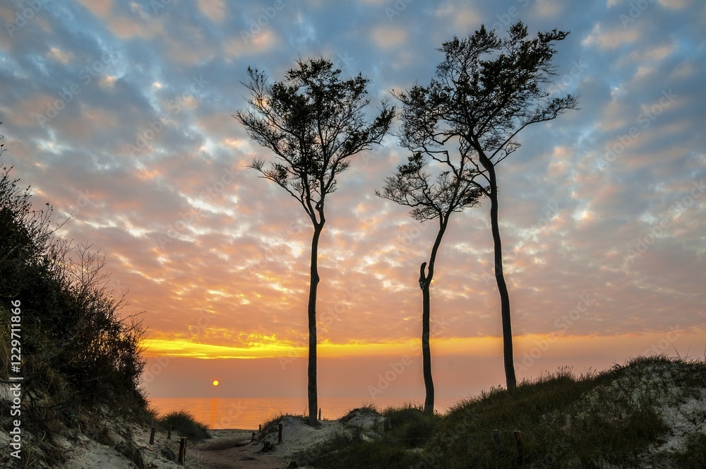 Obraz premium Beech trees, silhouetted against the Baltic Sea at Sunset, Weststrand beach, Darss, Western Pomerania Lagoon Area National Park, Mecklenburg-Western Pomerania, Germany, Europe