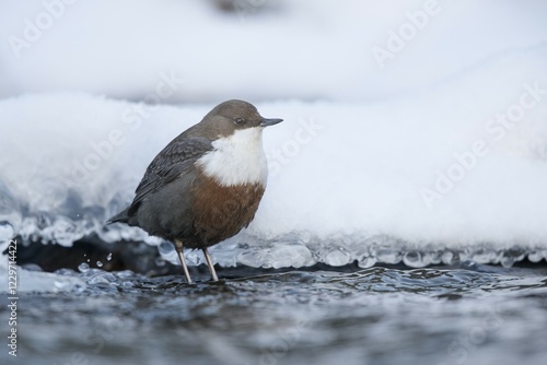 White-throated Dipper (Cinclus cinclus) stands in a frozen mountain stream in winter, Stubai Valley, Tyrol, Austria, Europe photo