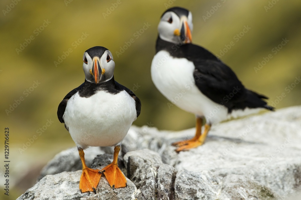 Fototapeta premium Puffins (Fratercula arctica), Farne Islands, Northumberland, England, United Kingdom, Europe
