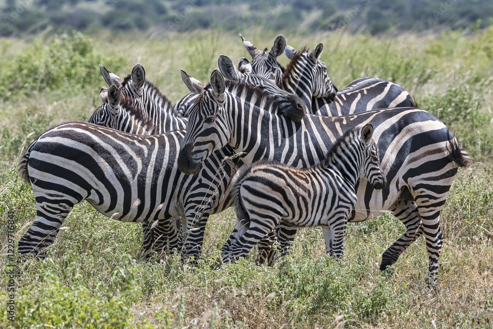 Fototapeta premium Plains Zebras (Equus quagga), crowded animals with foals, Tsavo West National Park, Kenya, Africa