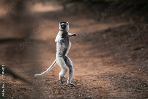Dancing Verreaux's sifaka (Propithecus verreauxi), Berenty Nature Reserve, Androy area, Madagascar, Africa