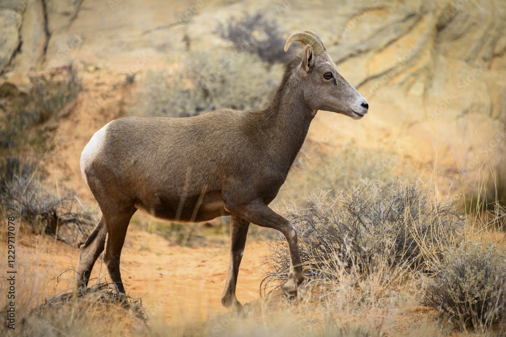 Fototapeta premium Desert bighorn sheep (Ovis canadensis nelsoni), adult, running, Mojave Desert, Valley of Fire State Park, Nevada, USA, North America