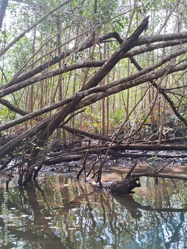 vegetação de mangue em itacaré bahia no rio de contas