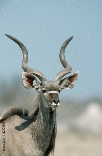 Greater Kudu, male, Etosha national park, Namibia (Tragelaphus strepsiceros) photo