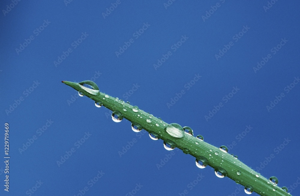 Naklejka premium Drops of water on blade of Grass