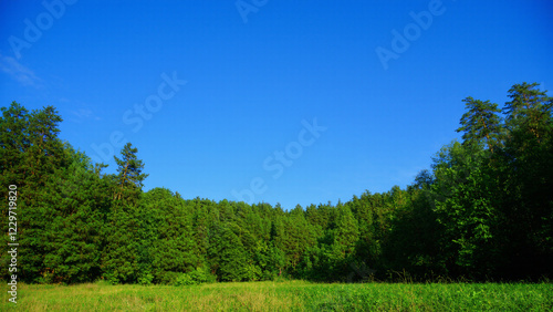 green forest and blue sky