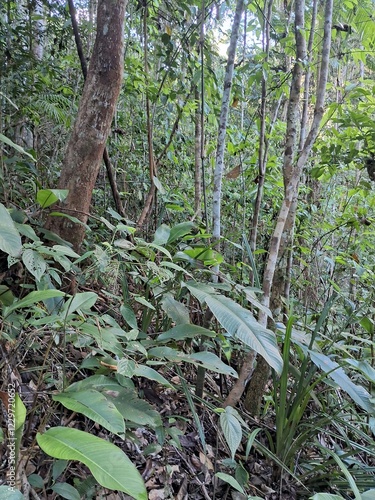natureza na mata atlântica no sul da bahia