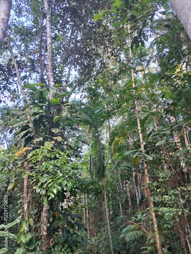 natureza na mata atlântica no sul da bahia