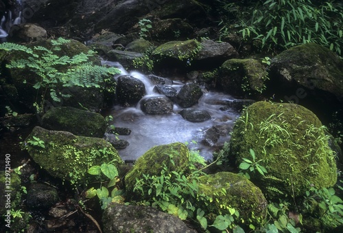 The Mute Magic of the valley. Western Ghats, Kerala, India, Asia