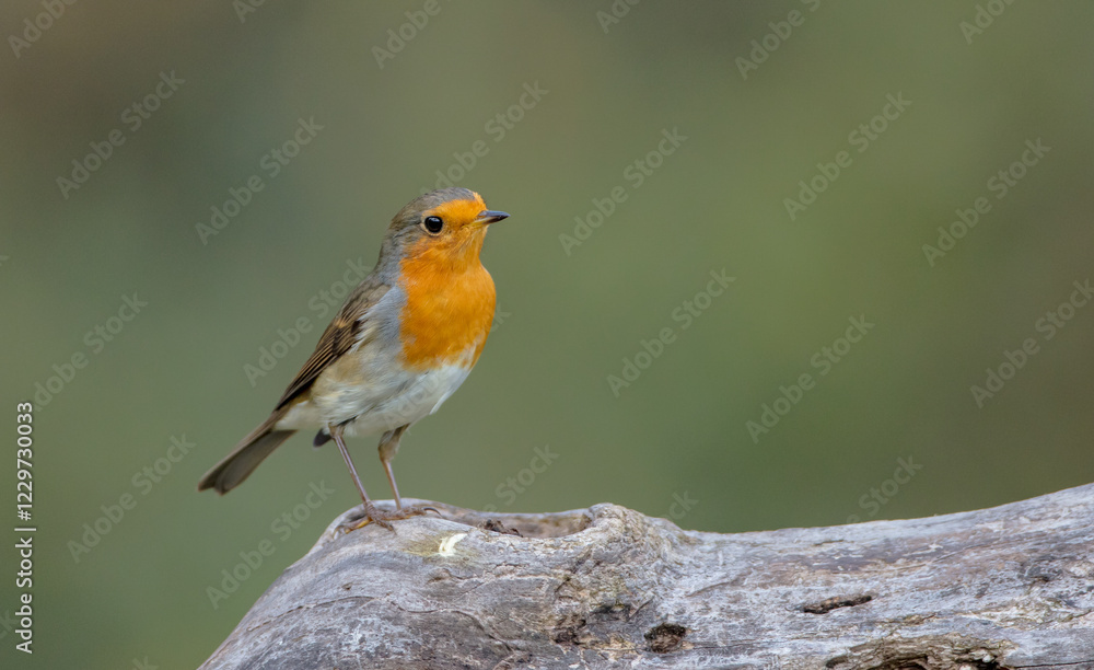 The European robin - at the wet forest in autumn The European robin - at the wet forest in autumn