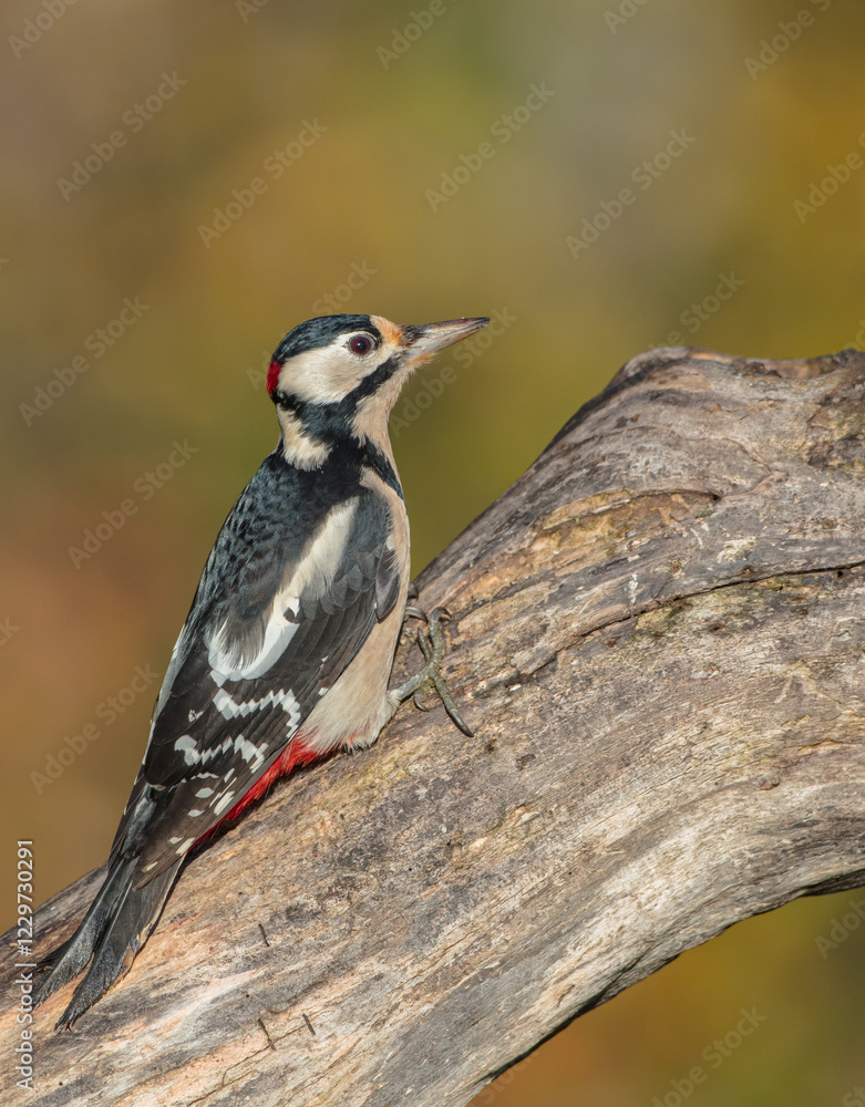 Great Spotted Woodpecker - male - in the wet forest in autumn Great Spotted Woodpecker - male - in the wet forest in autumn