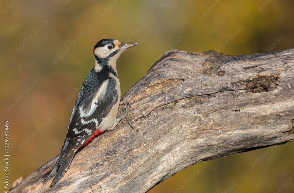 Great Spotted Woodpecker - male - in the wet forest in autumn