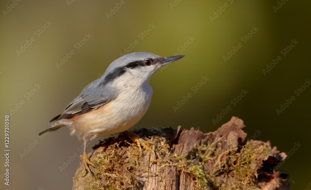 Eurasian nuthatch - in autumn at a wet forest Eurasian nuthatch - in autumn at a wet forest