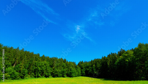 summer landscape with trees