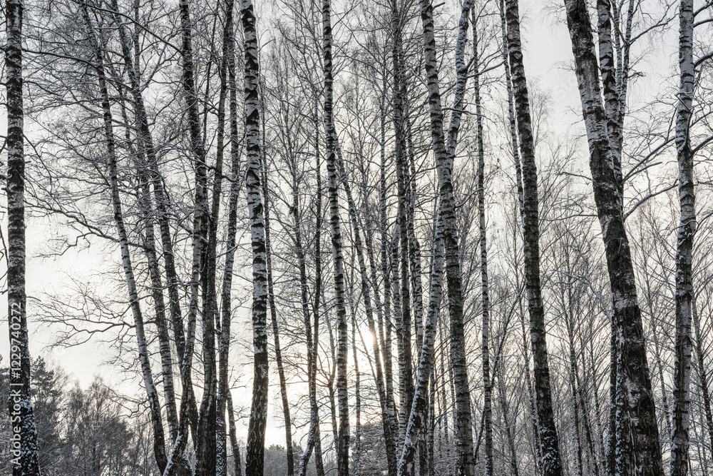 Sunbeams shining through snow-covered birch branches in a birch forest after a snowfall on a winter. Sunbeams shining through snow-covered birch branches in a birch forest after a snowfall on a winter.