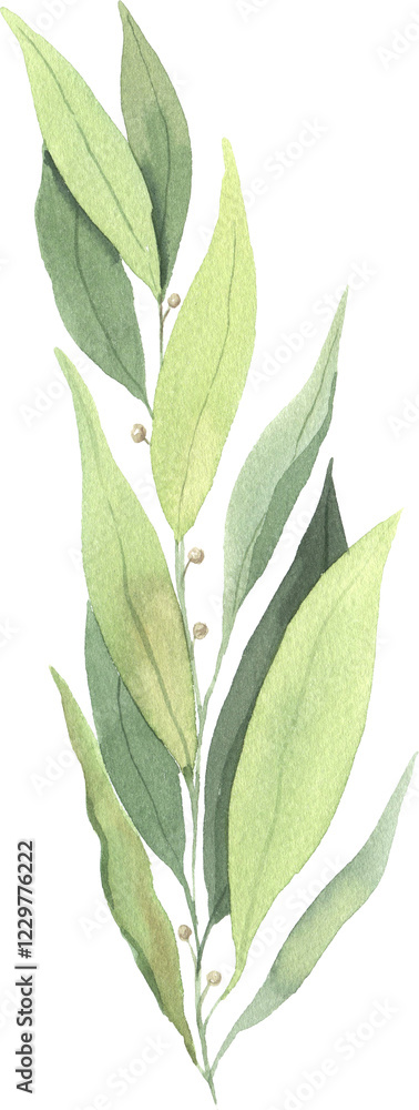 Fototapeta premium Watercolor green laurel leaf illustration