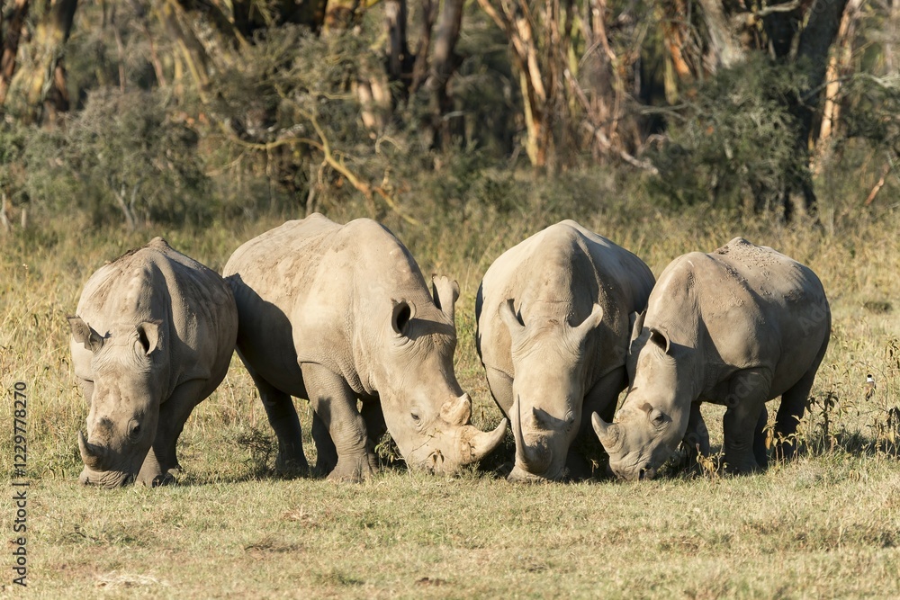 Fototapeta premium Four white rhinoceroses (Ceratotherium simum) feeding, Lake Nakuru National Park, Kenya, Africa